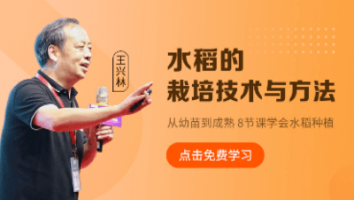 水稻的栽培技术与方法